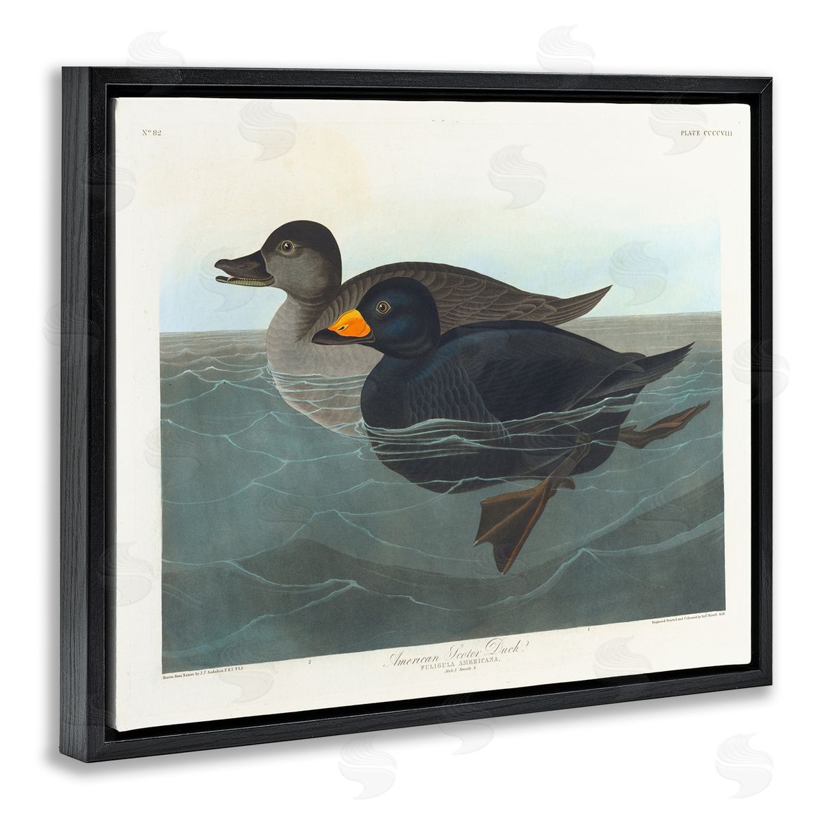 one1000paintings Classic American Scoter Duck Black Floating Frame Canvas Wall Art Print