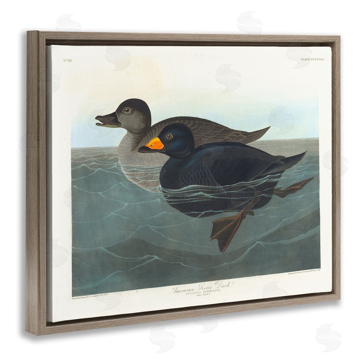one1000paintings Classic American Scoter Duck Brown Floating Frame Canvas Wall Art Print