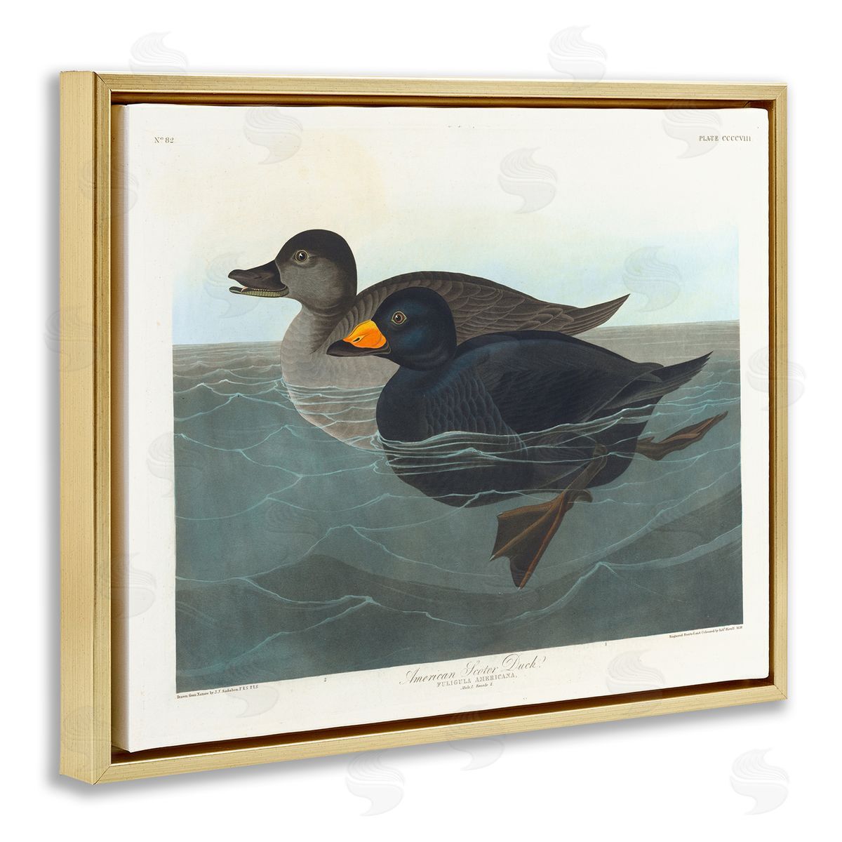 one1000paintings Classic American Scoter Duck Gold Floating Frame Canvas Wall Art Print
