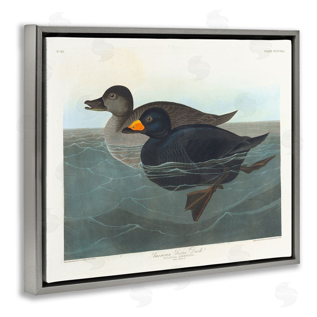 one1000paintings Classic American Scoter Duck Gray Floating Frame Canvas Wall Art Print