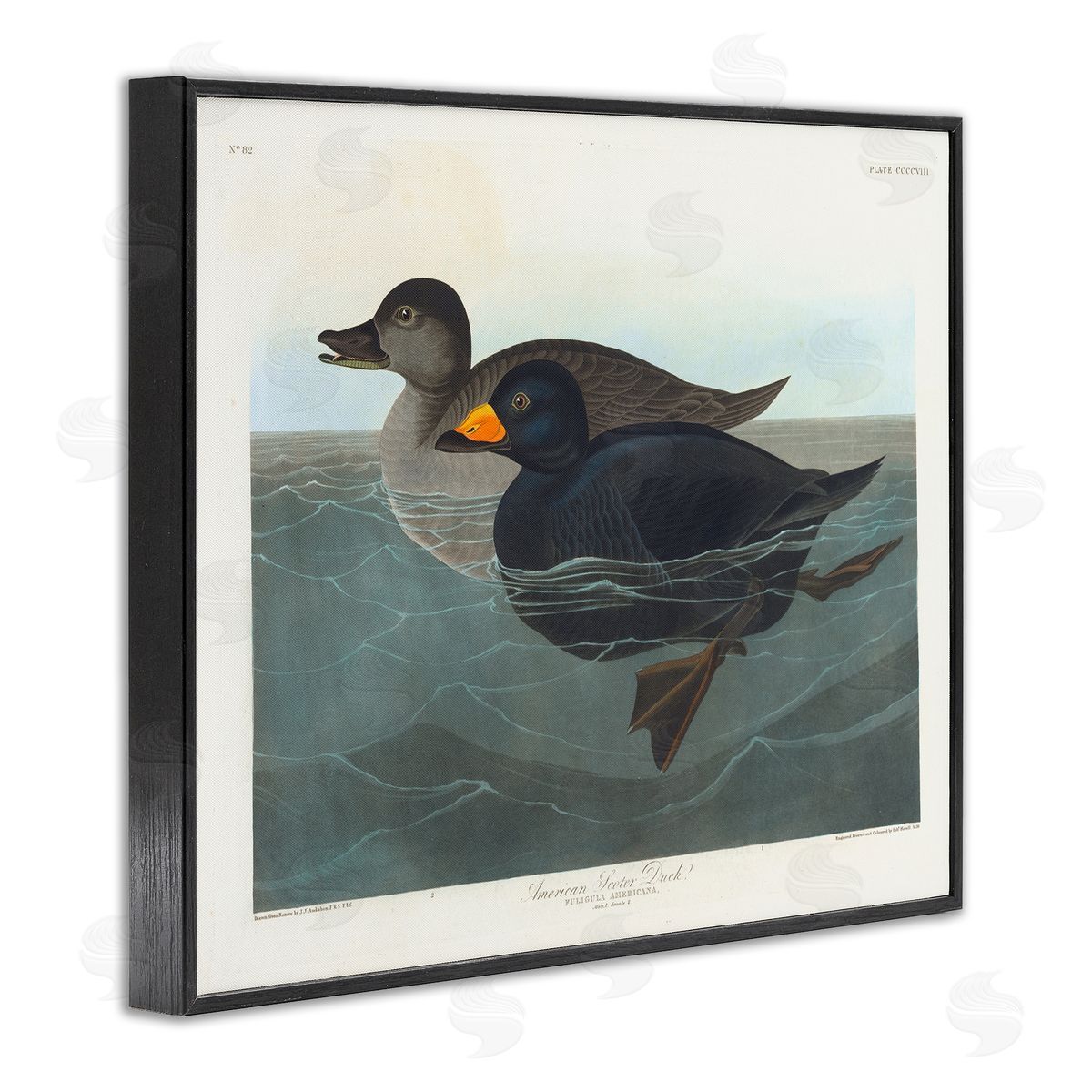 one1000paintings Classic American Scoter Duck Black Framed Giclee Wall Art Print