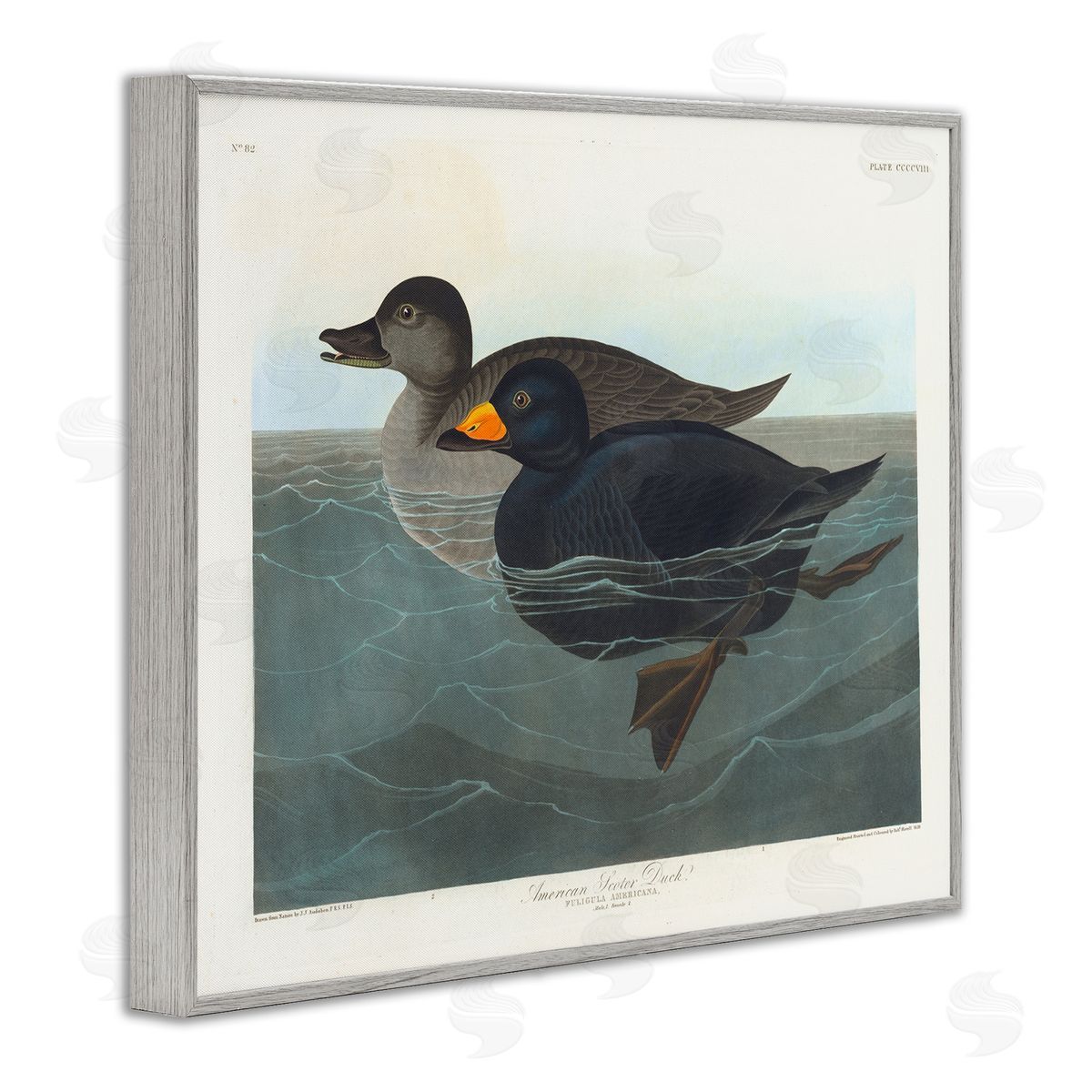 one1000paintings Classic American Scoter Duck Gray Framed Giclee Wall Art Print