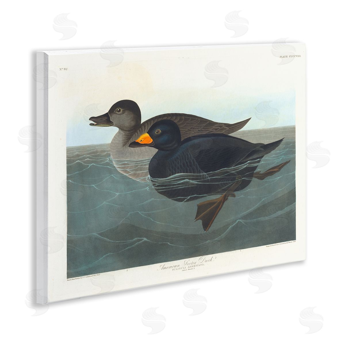 one1000paintings Classic American Scoter Duck Wooden Wall Plaque Art Print