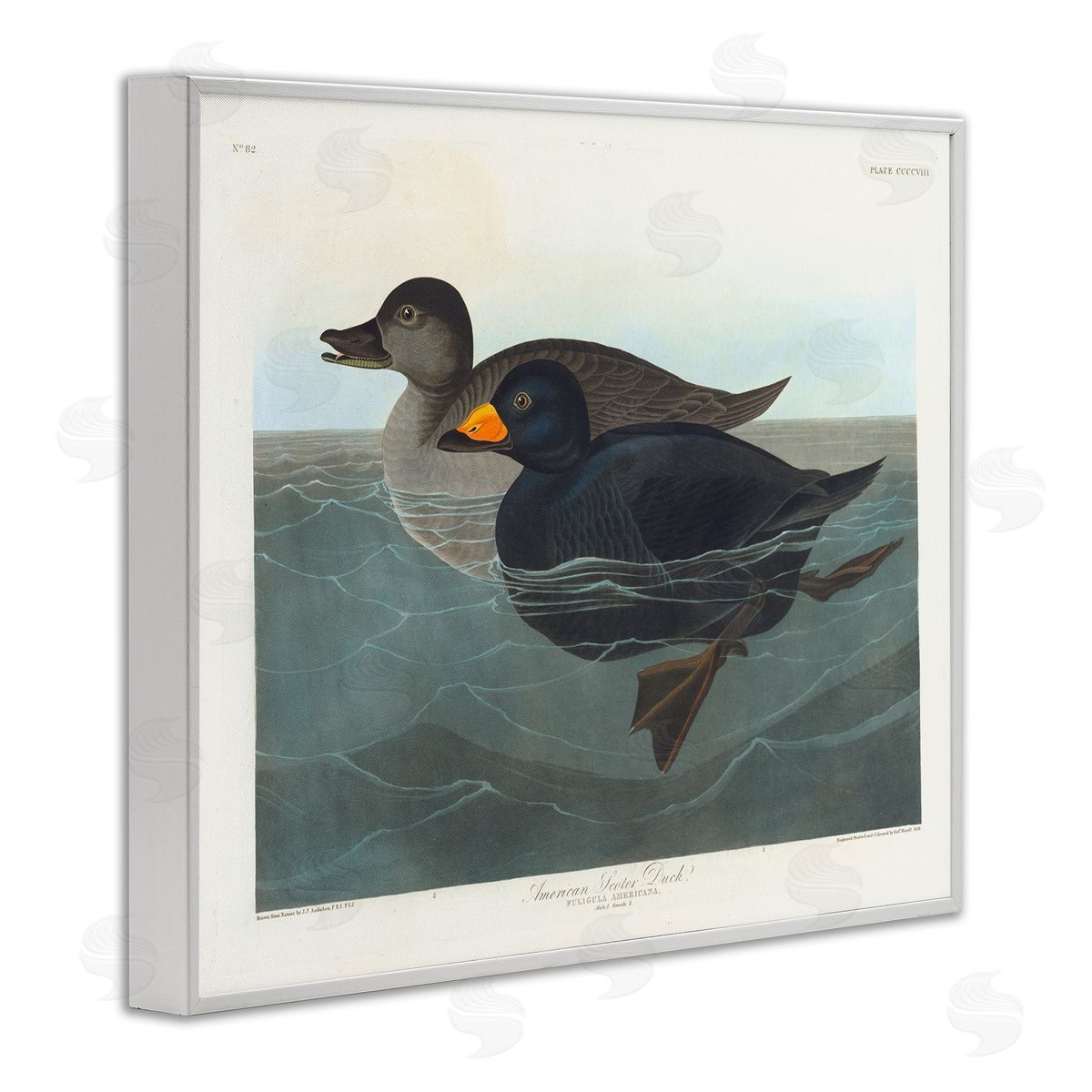 one1000paintings Classic American Scoter Duck White Framed Giclee Wall Art Print