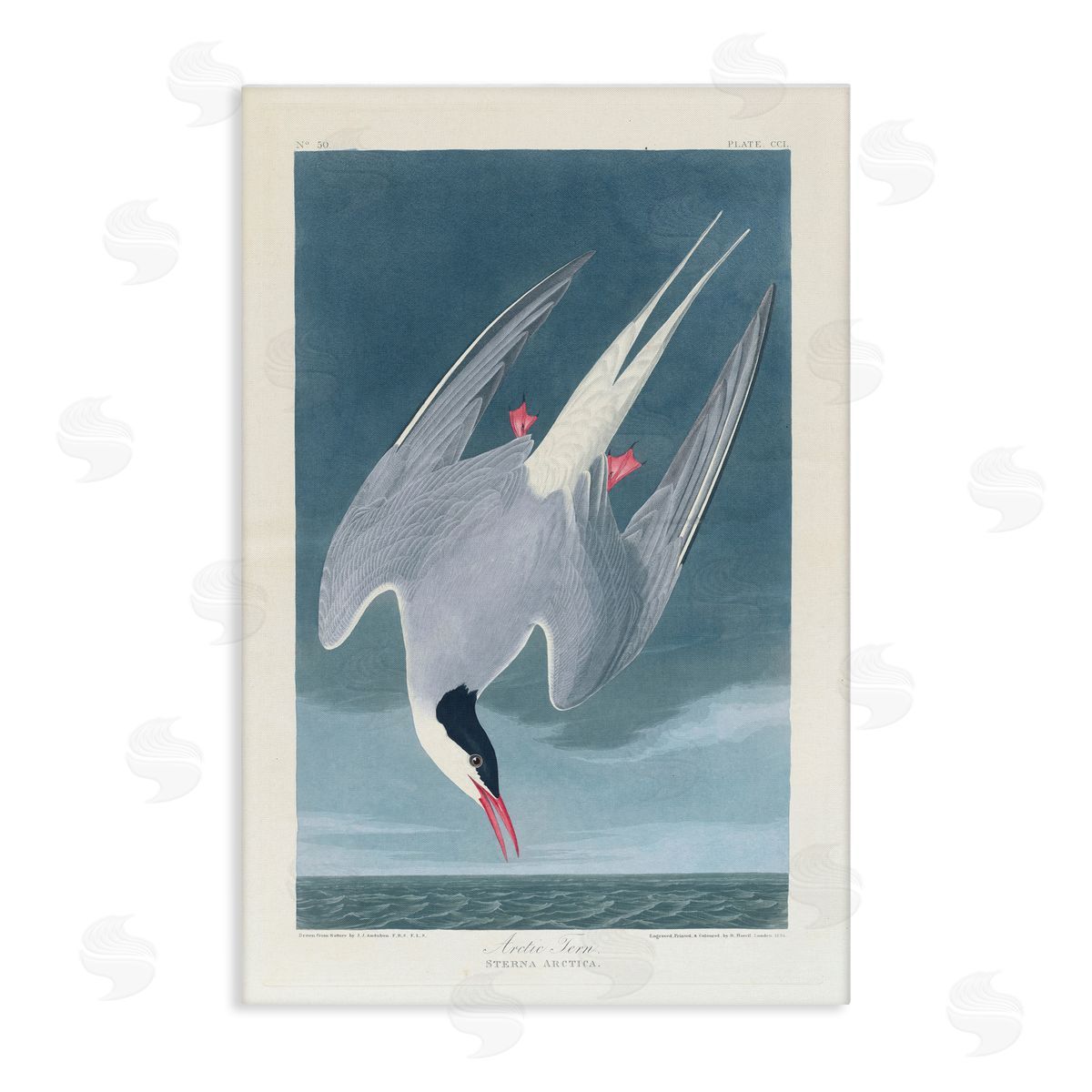 one1000paintings Classic Arctic Tern Bird Canvas Wall Art Print