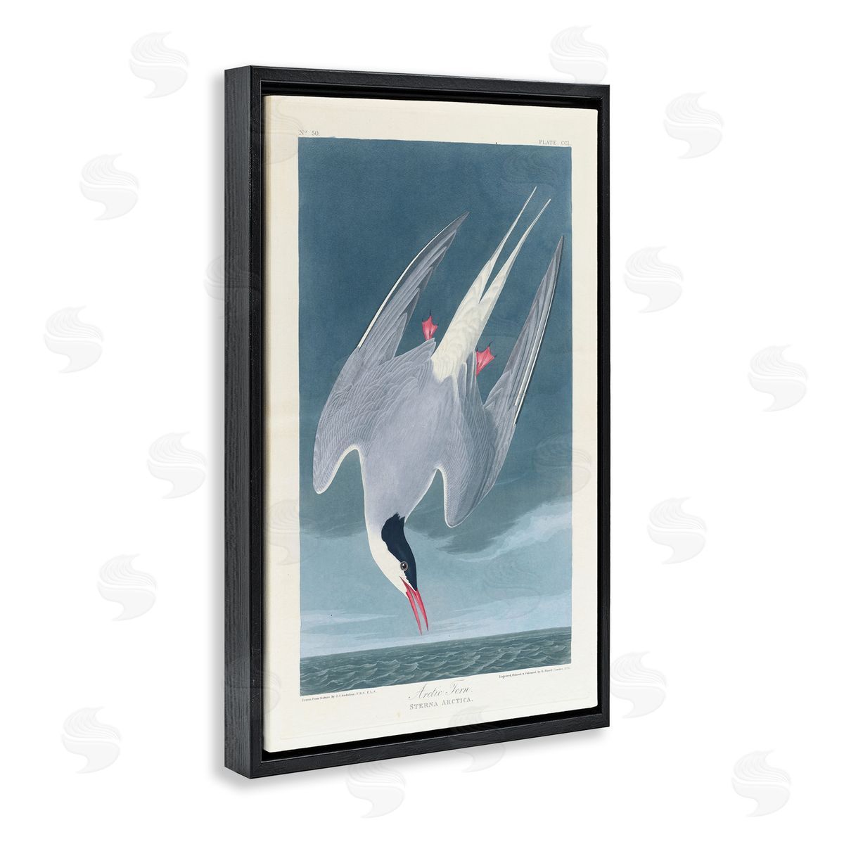 one1000paintings Classic Arctic Tern Bird Black Floating Frame Canvas Wall Art Print