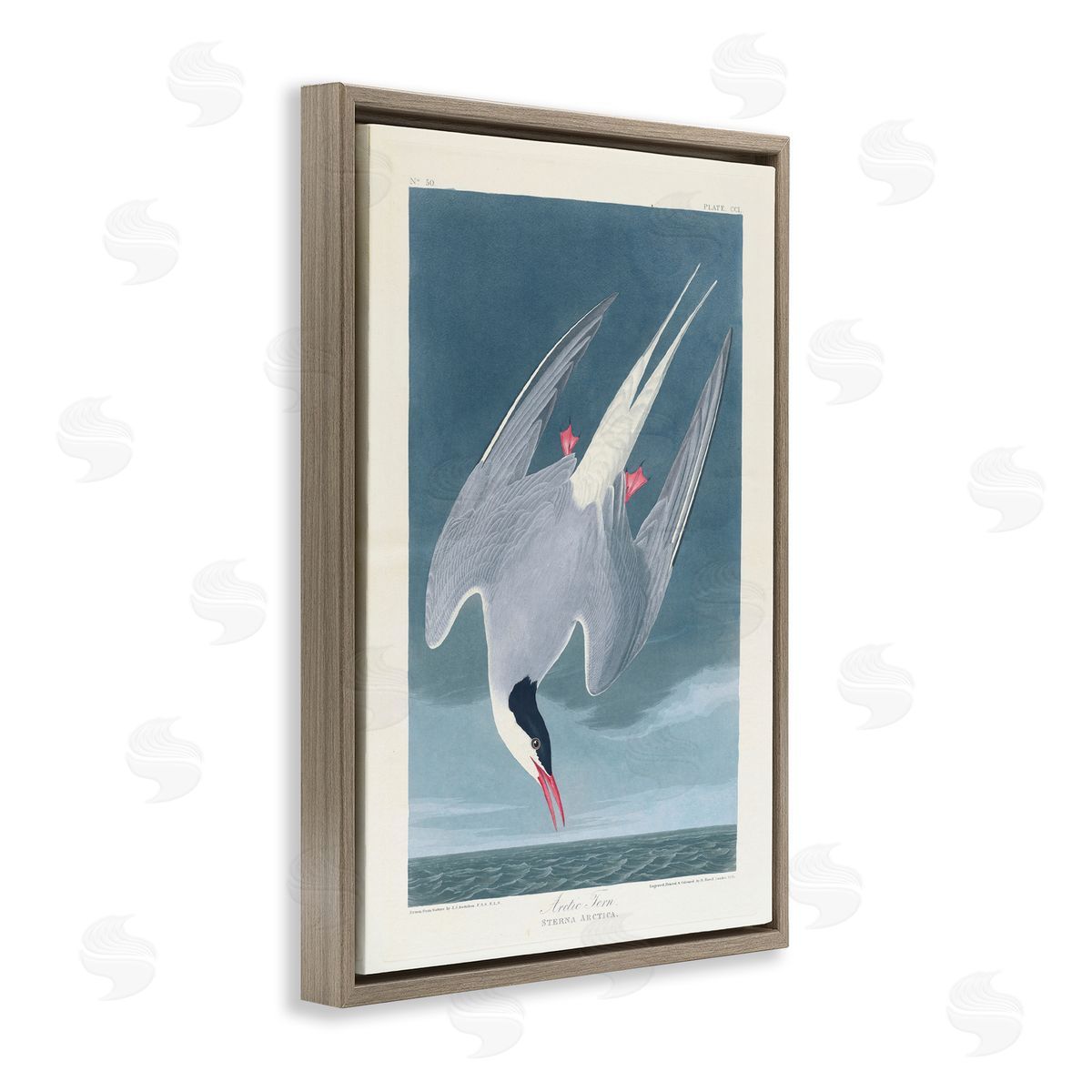 one1000paintings Classic Arctic Tern Bird Brown Floating Frame Canvas Wall Art Print