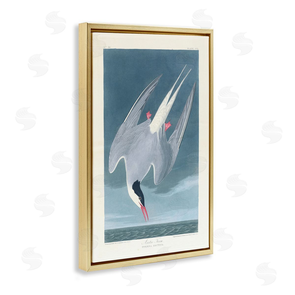 one1000paintings Classic Arctic Tern Bird Gold Floating Frame Canvas Wall Art Print