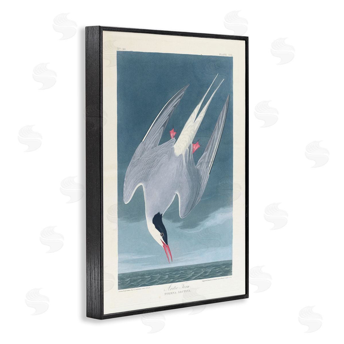 one1000paintings Classic Arctic Tern Bird Black Framed Giclee Wall Art Print