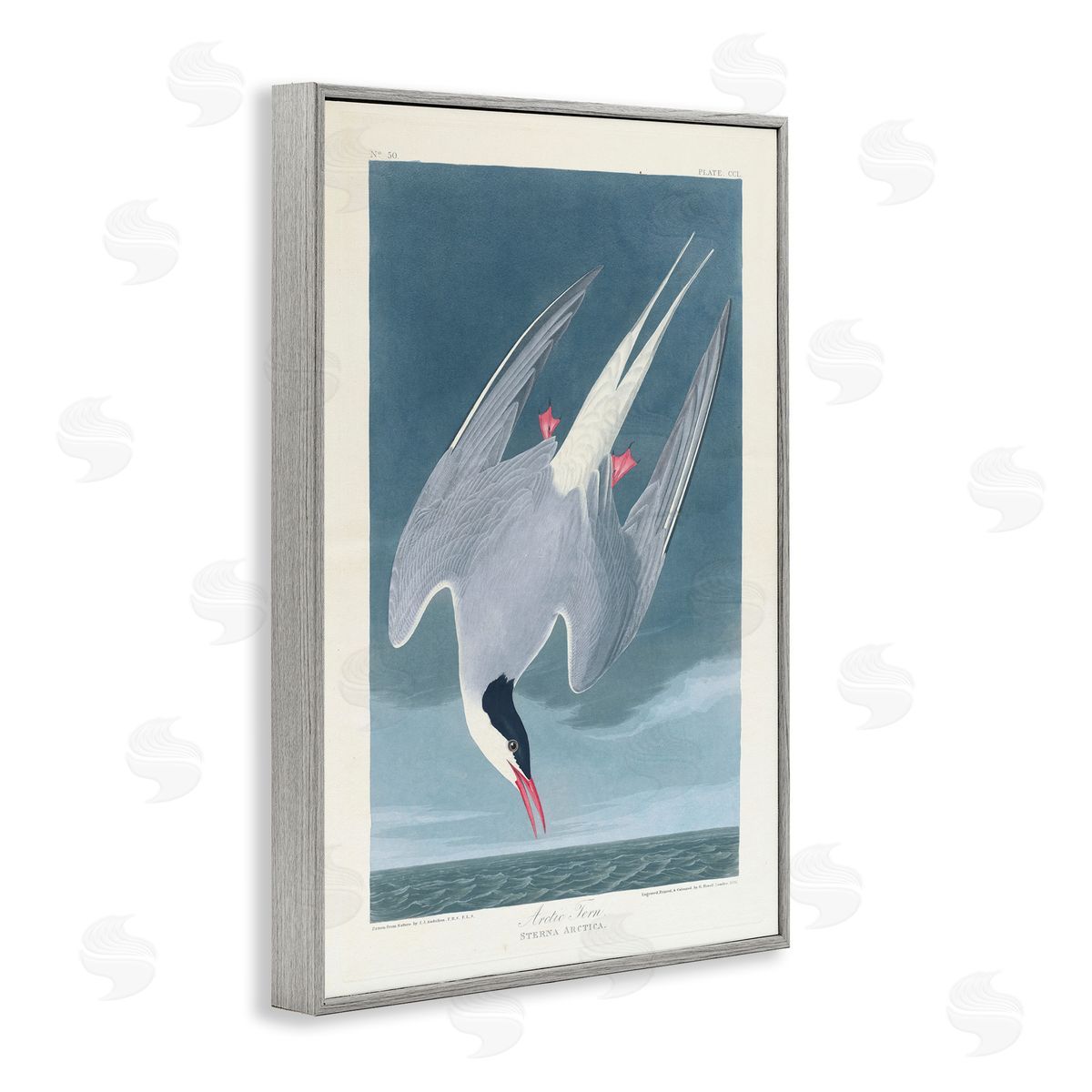 one1000paintings Classic Arctic Tern Bird Gray Framed Giclee Wall Art Print