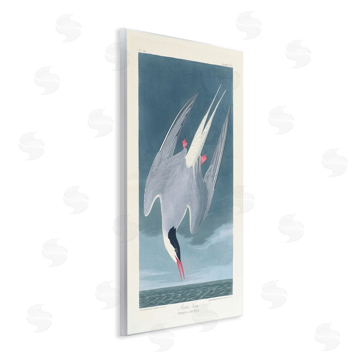 one1000paintings Classic Arctic Tern Bird Wooden Wall Plaque Art Print