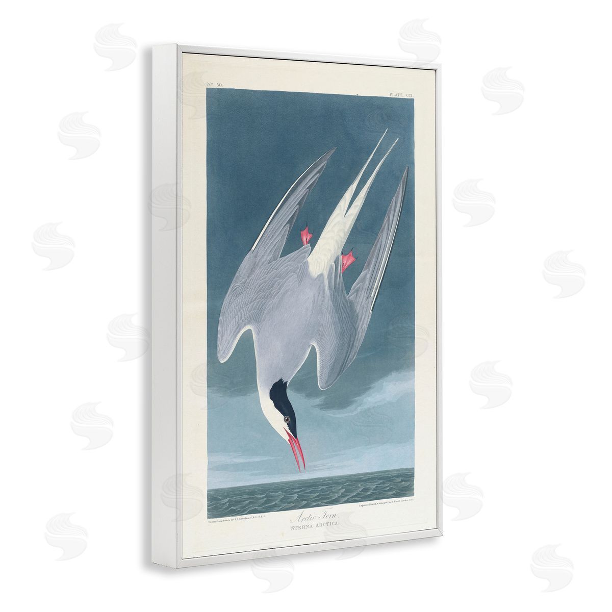 one1000paintings Classic Arctic Tern Bird White Framed Giclee Wall Art Print