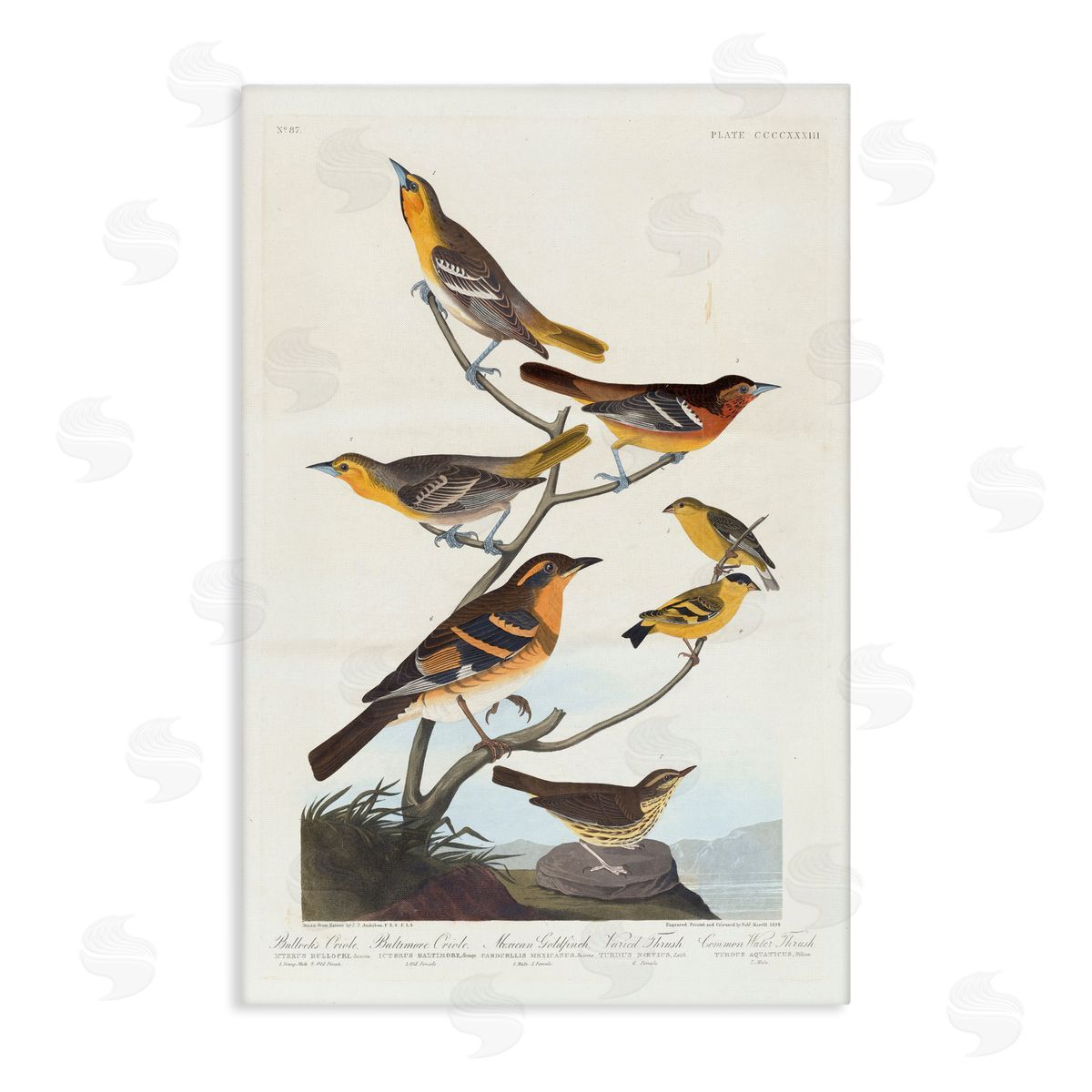 one1000paintings Classic Bullock's Oriole Study Canvas Wall Art Print