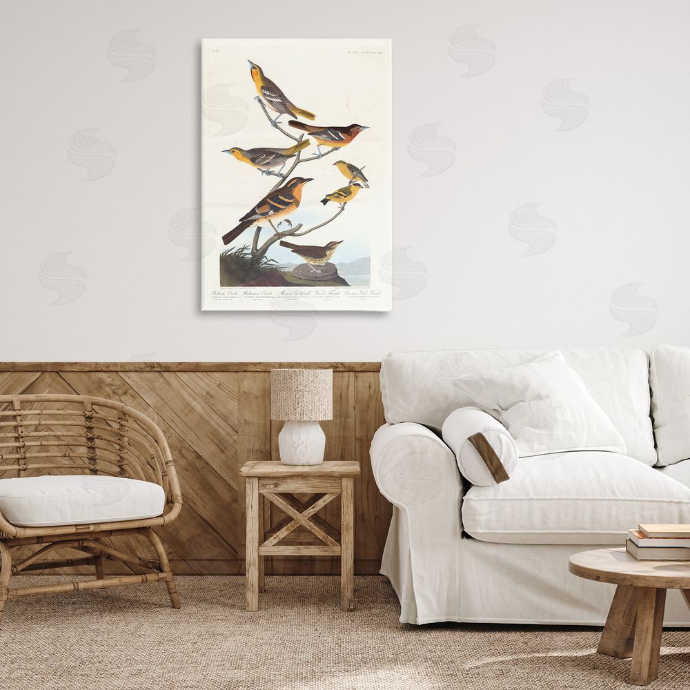 one1000paintings Classic Bullock's Oriole Study Canvas Wall Art Print in Room