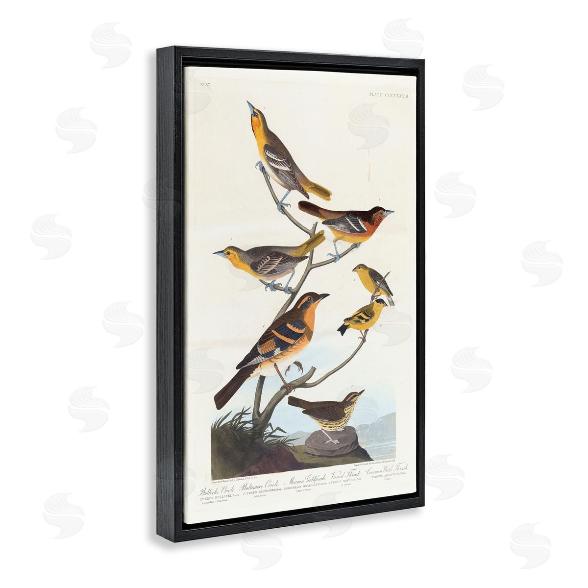 one1000paintings Classic Bullock's Oriole Study Black Floating Frame Canvas Wall Art Print