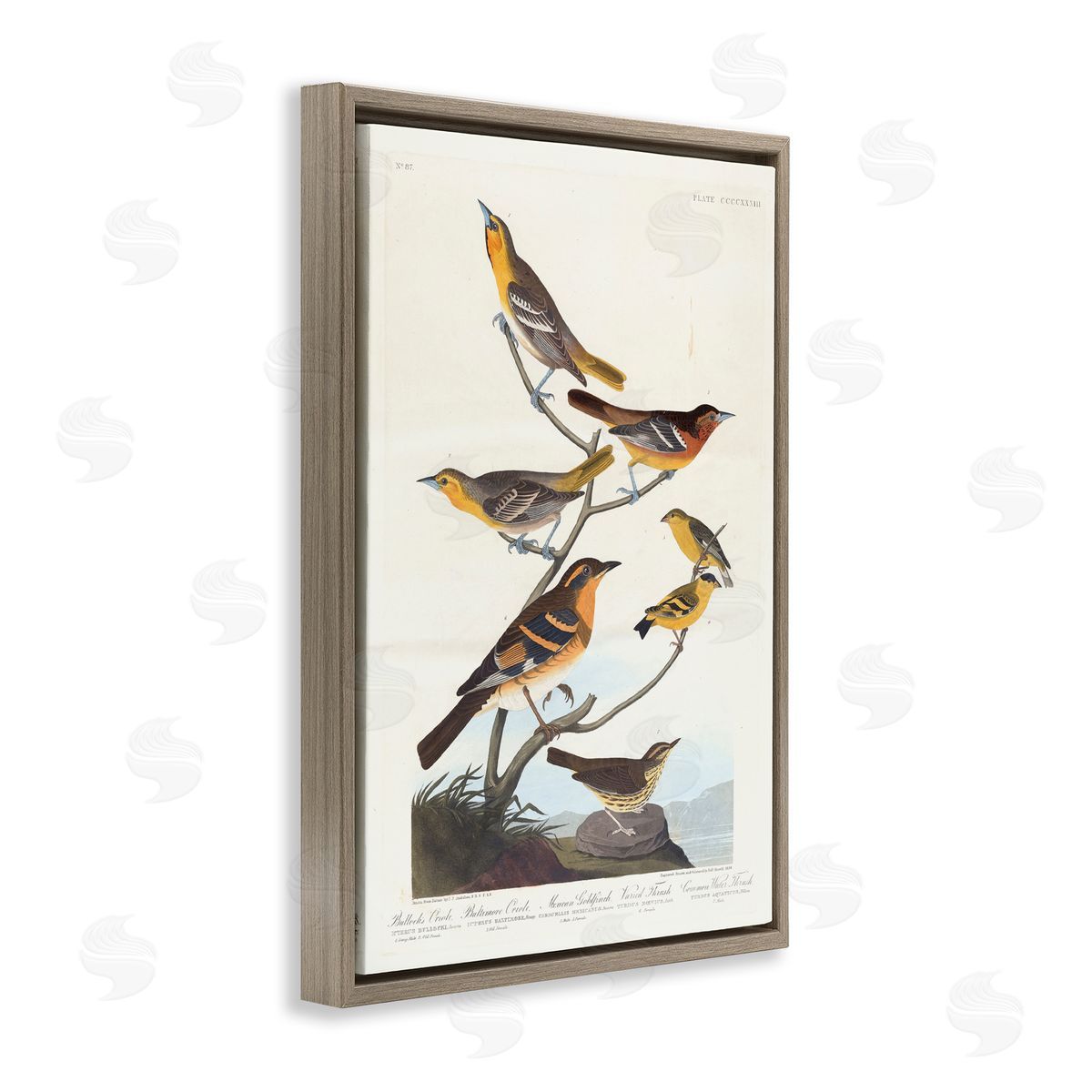 one1000paintings Classic Bullock's Oriole Study Brown Floating Frame Canvas Wall Art Print