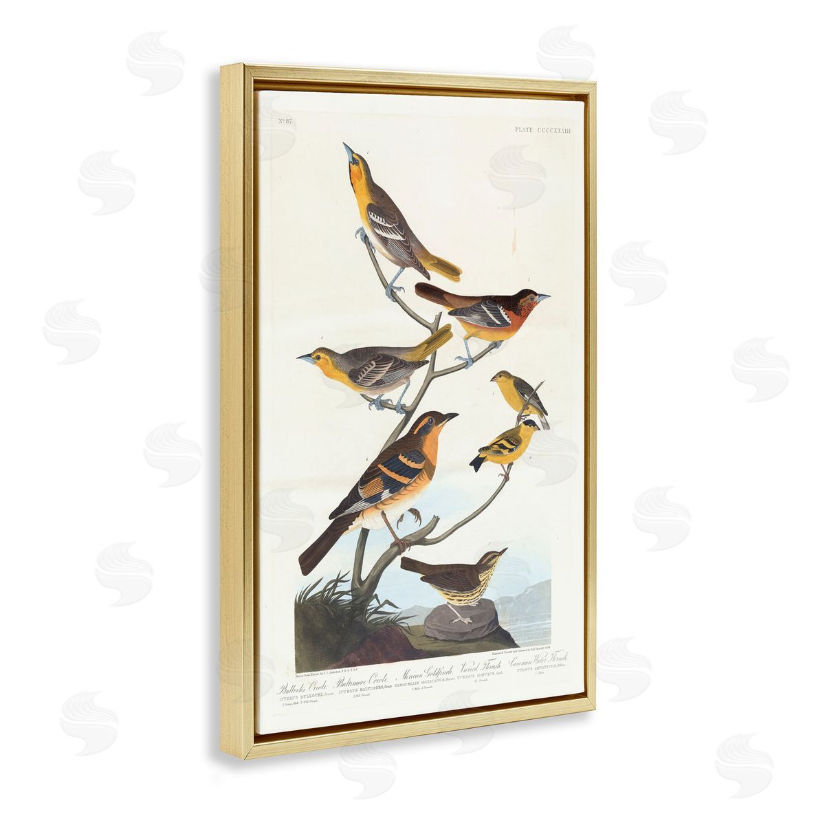 one1000paintings Classic Bullock's Oriole Study Gold Floating Frame Canvas Wall Art Print