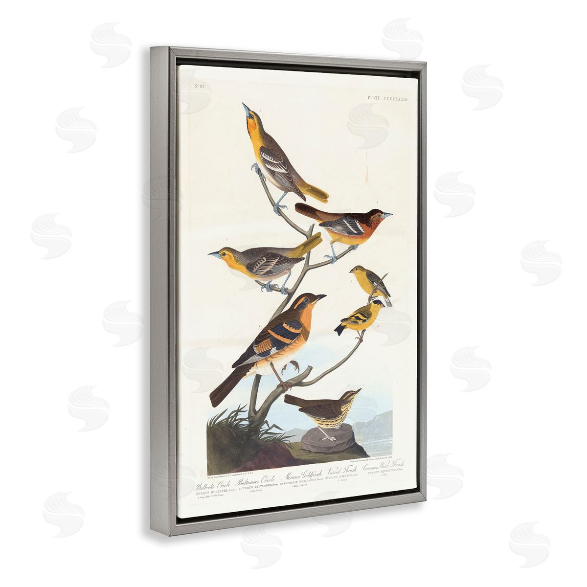 one1000paintings Classic Bullock's Oriole Study Gray Floating Frame Canvas Wall Art Print