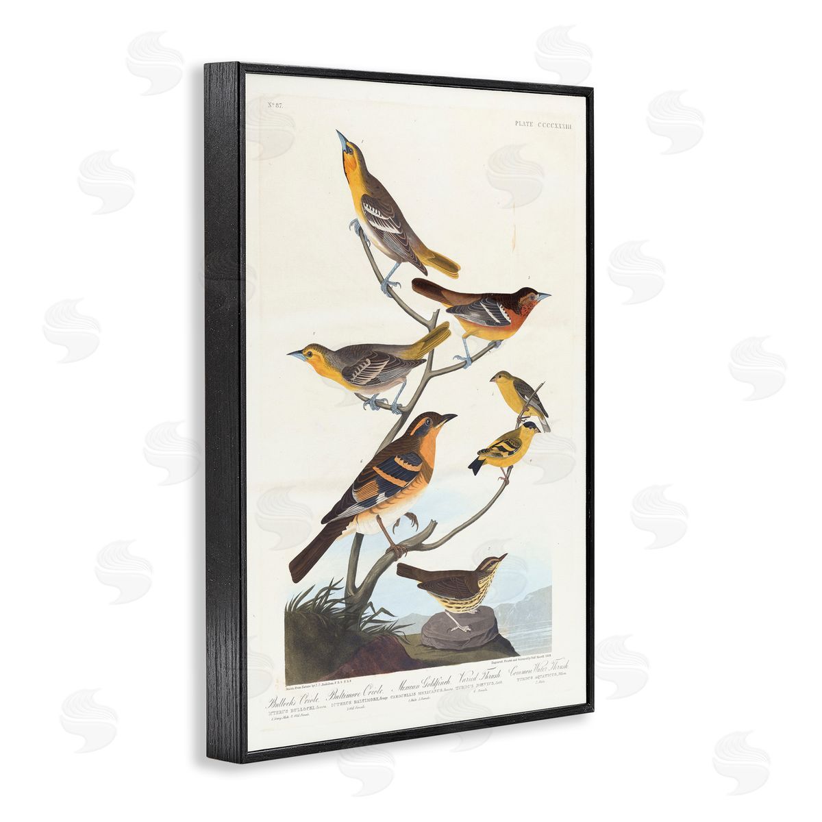 one1000paintings Classic Bullock's Oriole Study Black Framed Giclee Wall Art Print