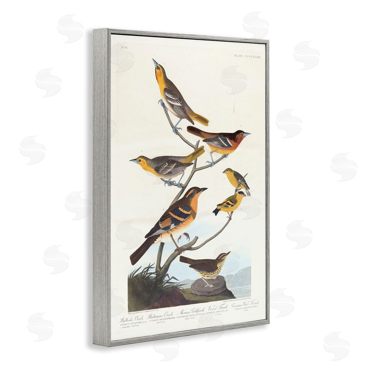 one1000paintings Classic Bullock's Oriole Study Gray Framed Giclee Wall Art Print