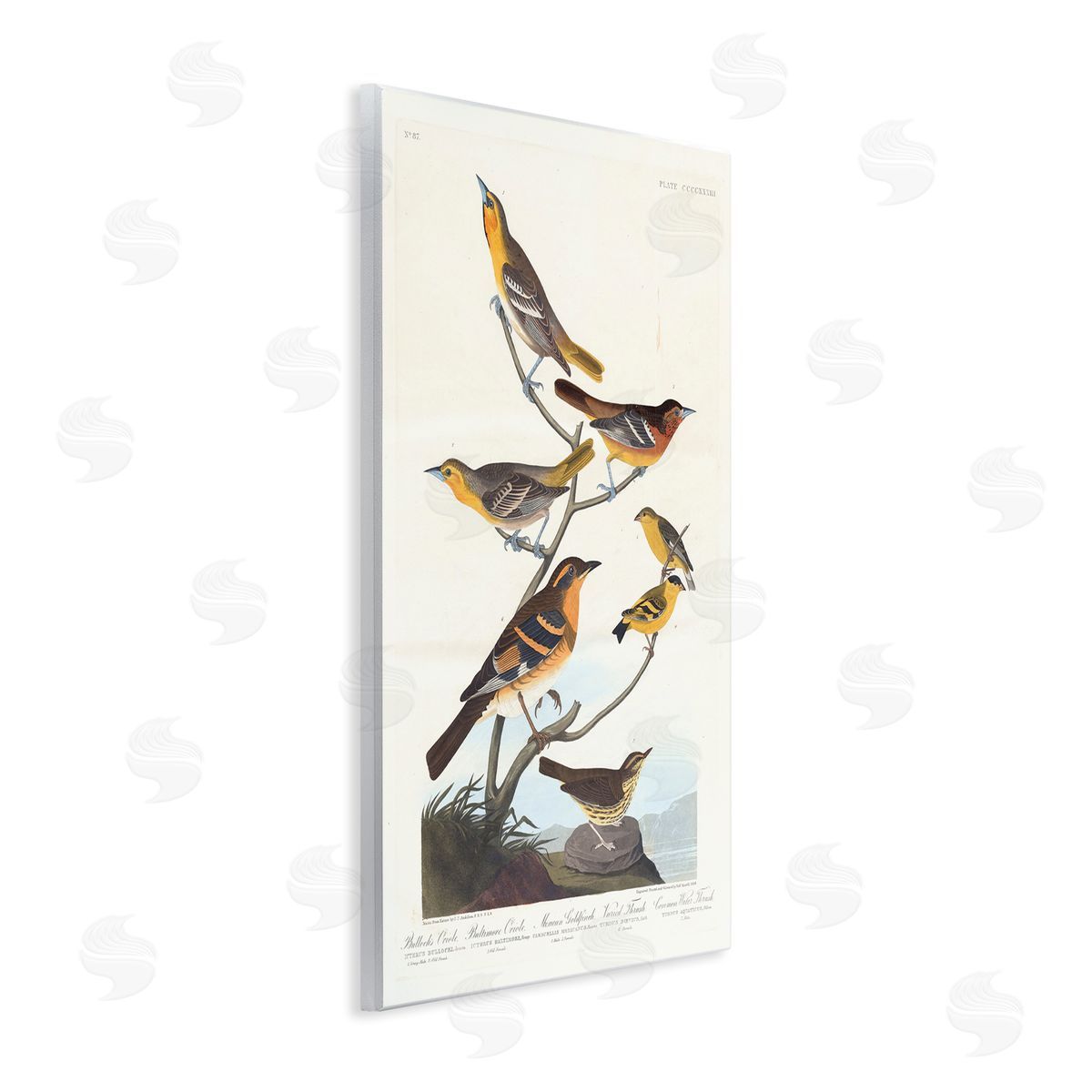 one1000paintings Classic Bullock's Oriole Study Wooden Wall Plaque Art Print