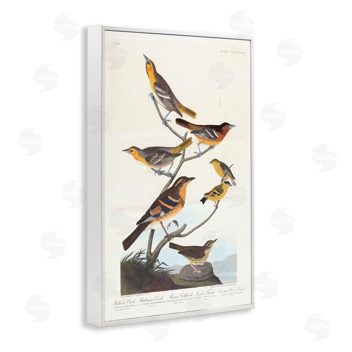one1000paintings Classic Bullock's Oriole Study White Framed Giclee Wall Art Print