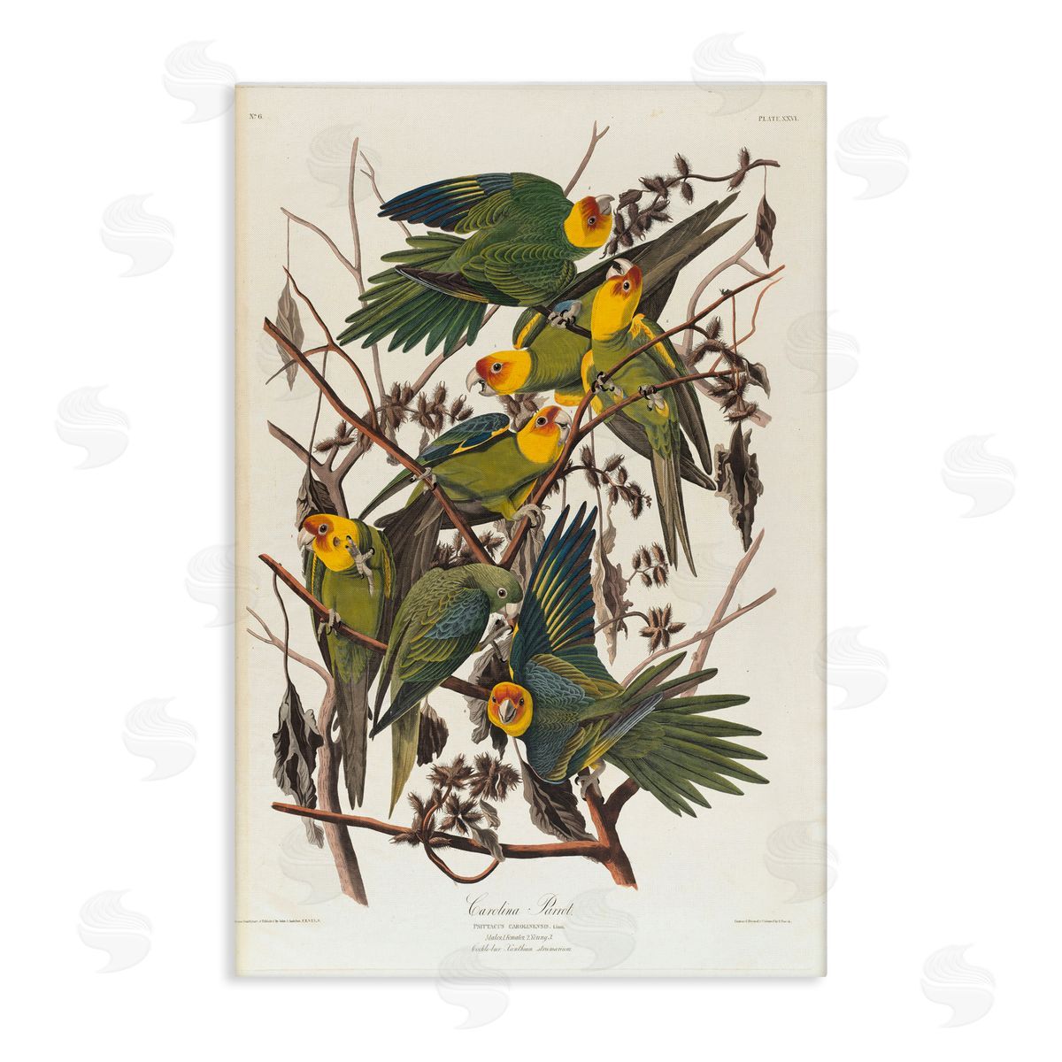 one1000paintings Classic Carolina Parrot Study Canvas Wall Art Print