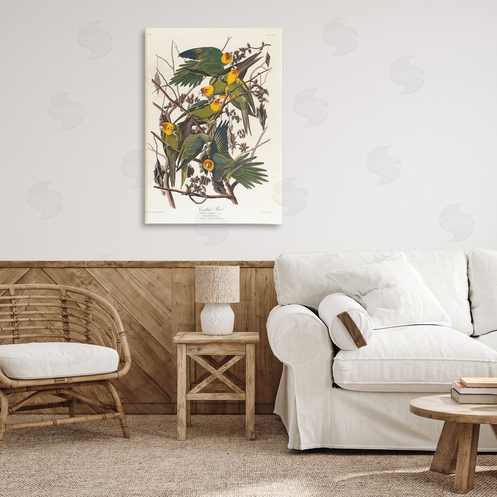 one1000paintings Classic Carolina Parrot Study Canvas Wall Art Print in Room