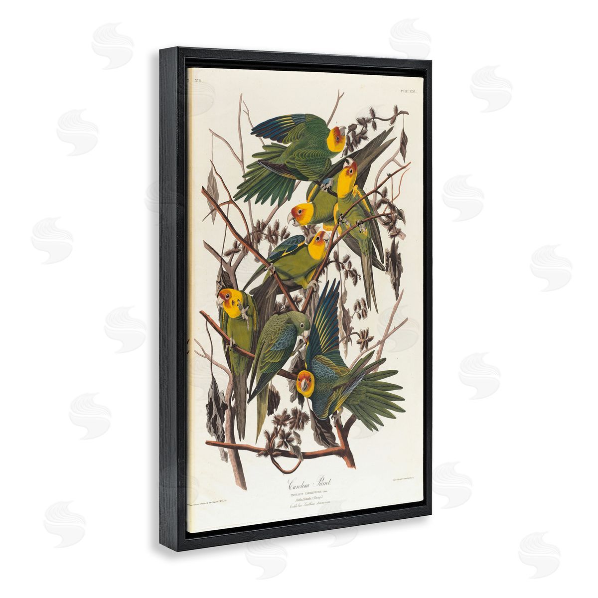 one1000paintings Classic Carolina Parrot Study Black Floating Frame Canvas Wall Art Print