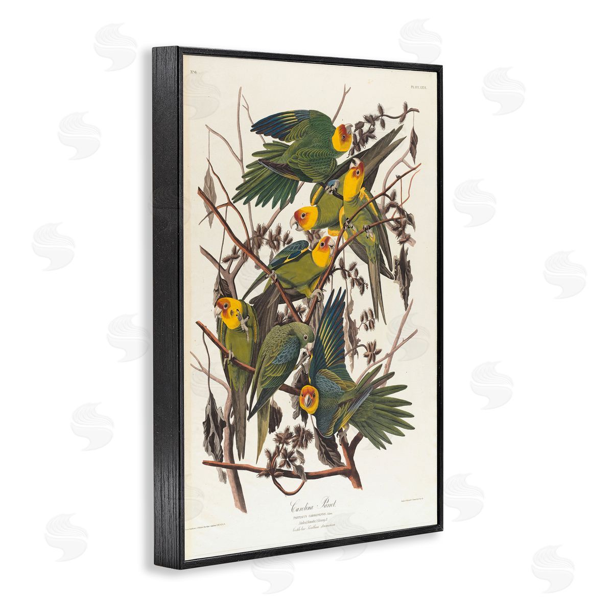 one1000paintings Classic Carolina Parrot Study Black Framed Giclee Wall Art Print
