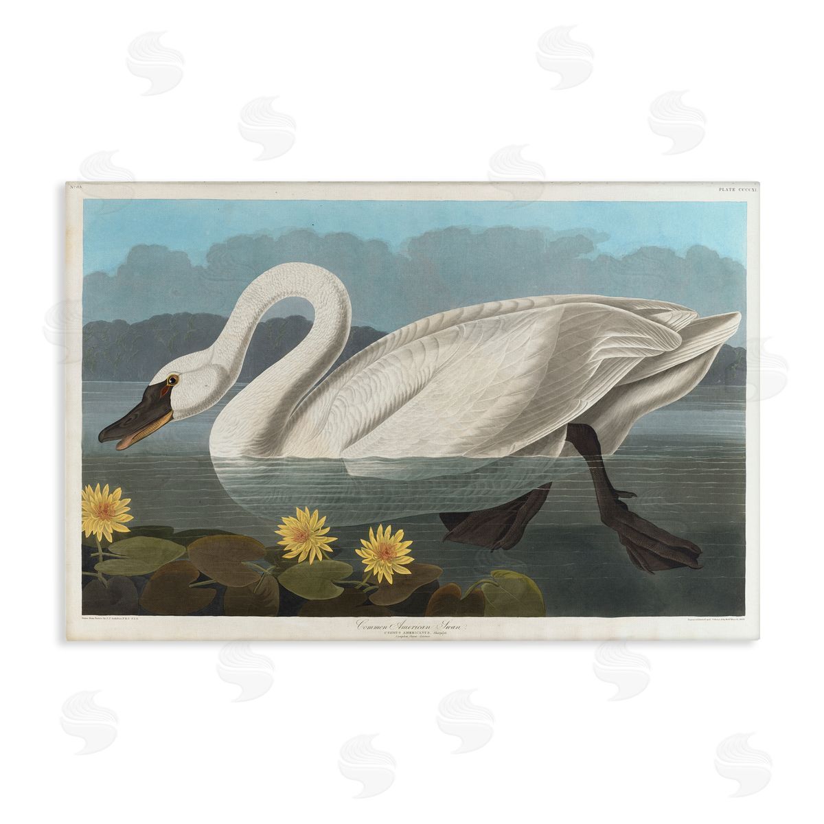 one1000paintings Classic Common American Swan Canvas Wall Art Print