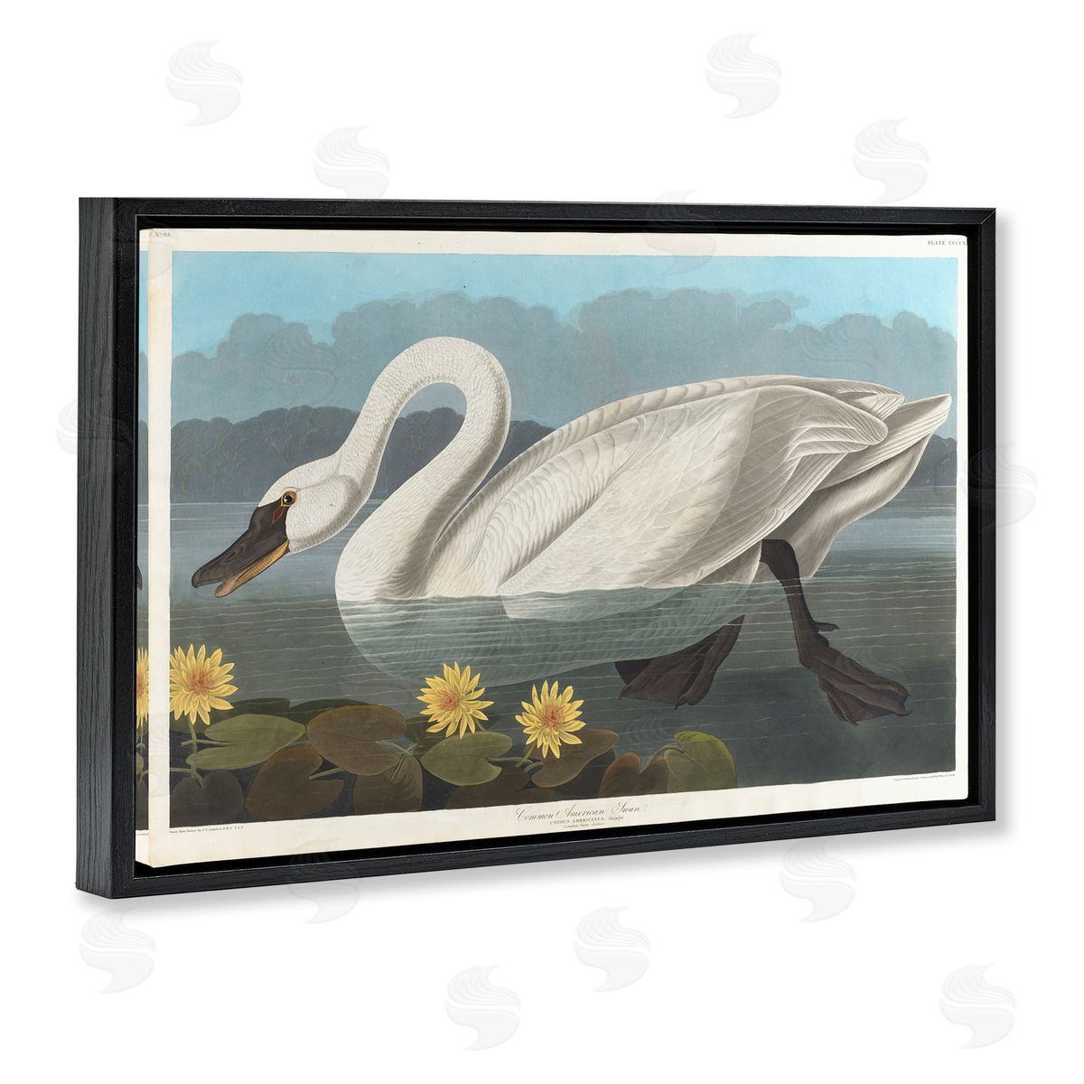 one1000paintings Classic Common American Swan Black Floating Frame Canvas Wall Art Print