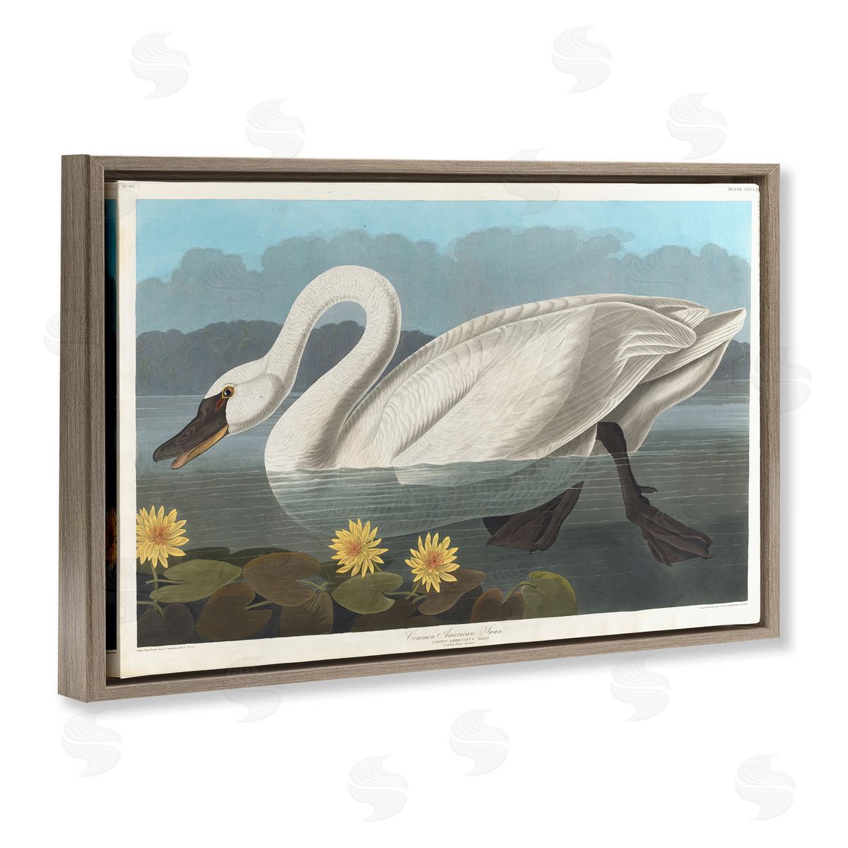 one1000paintings Classic Common American Swan Brown Floating Frame Canvas Wall Art Print