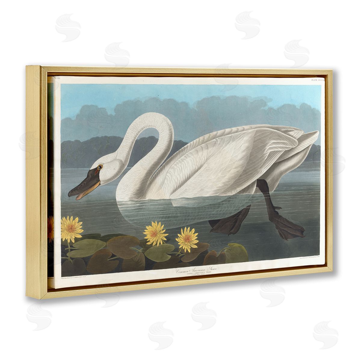 one1000paintings Classic Common American Swan Gold Floating Frame Canvas Wall Art Print