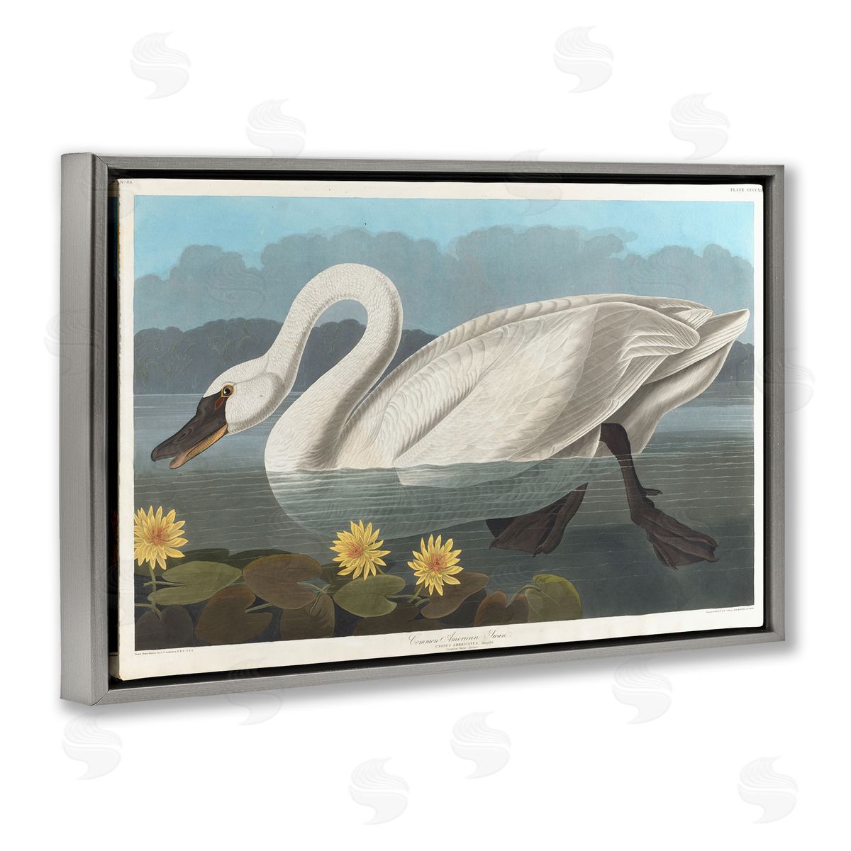 one1000paintings Classic Common American Swan Gray Floating Frame Canvas Wall Art Print