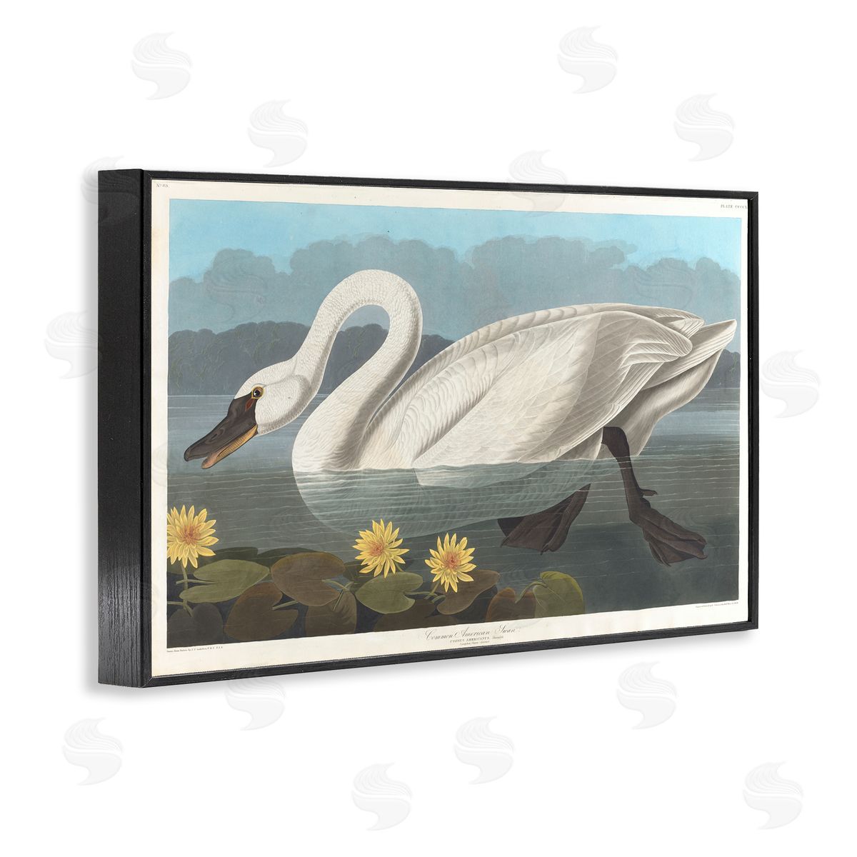 one1000paintings Classic Common American Swan Black Framed Giclee Wall Art Print
