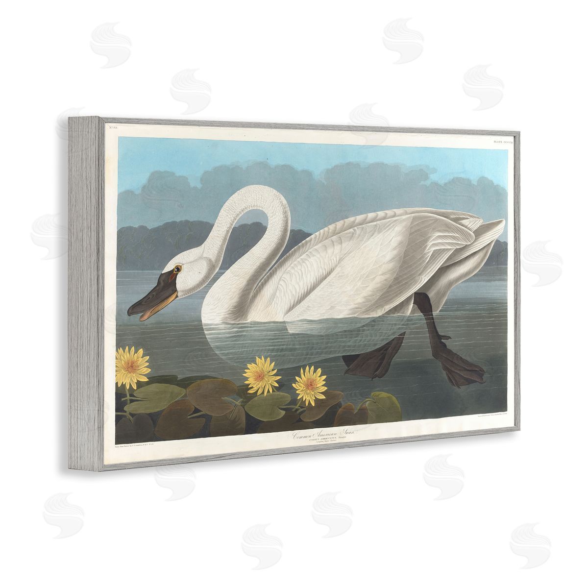 one1000paintings Classic Common American Swan Gray Framed Giclee Wall Art Print