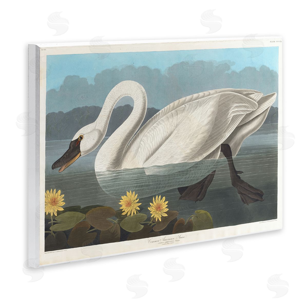 one1000paintings Classic Common American Swan Wooden Wall Plaque Art Print