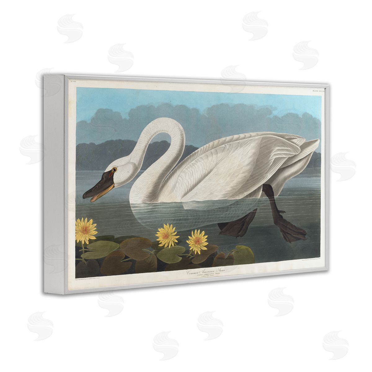 one1000paintings Classic Common American Swan White Framed Giclee Wall Art Print