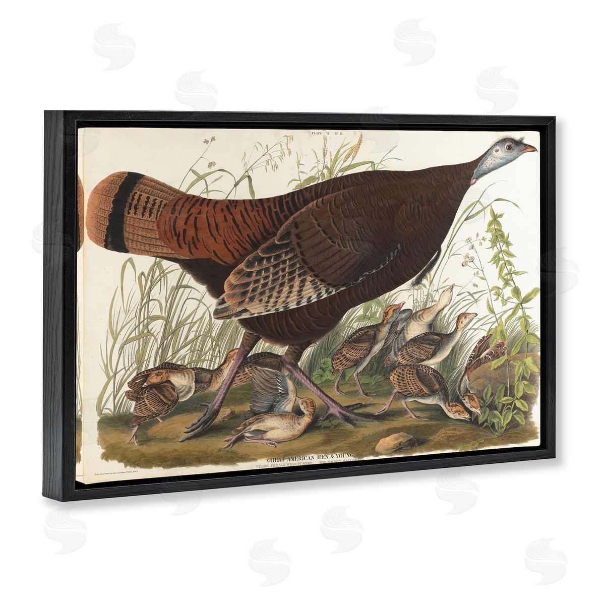 one1000paintings Classic Great American Hen Black Floating Frame Canvas Wall Art Print