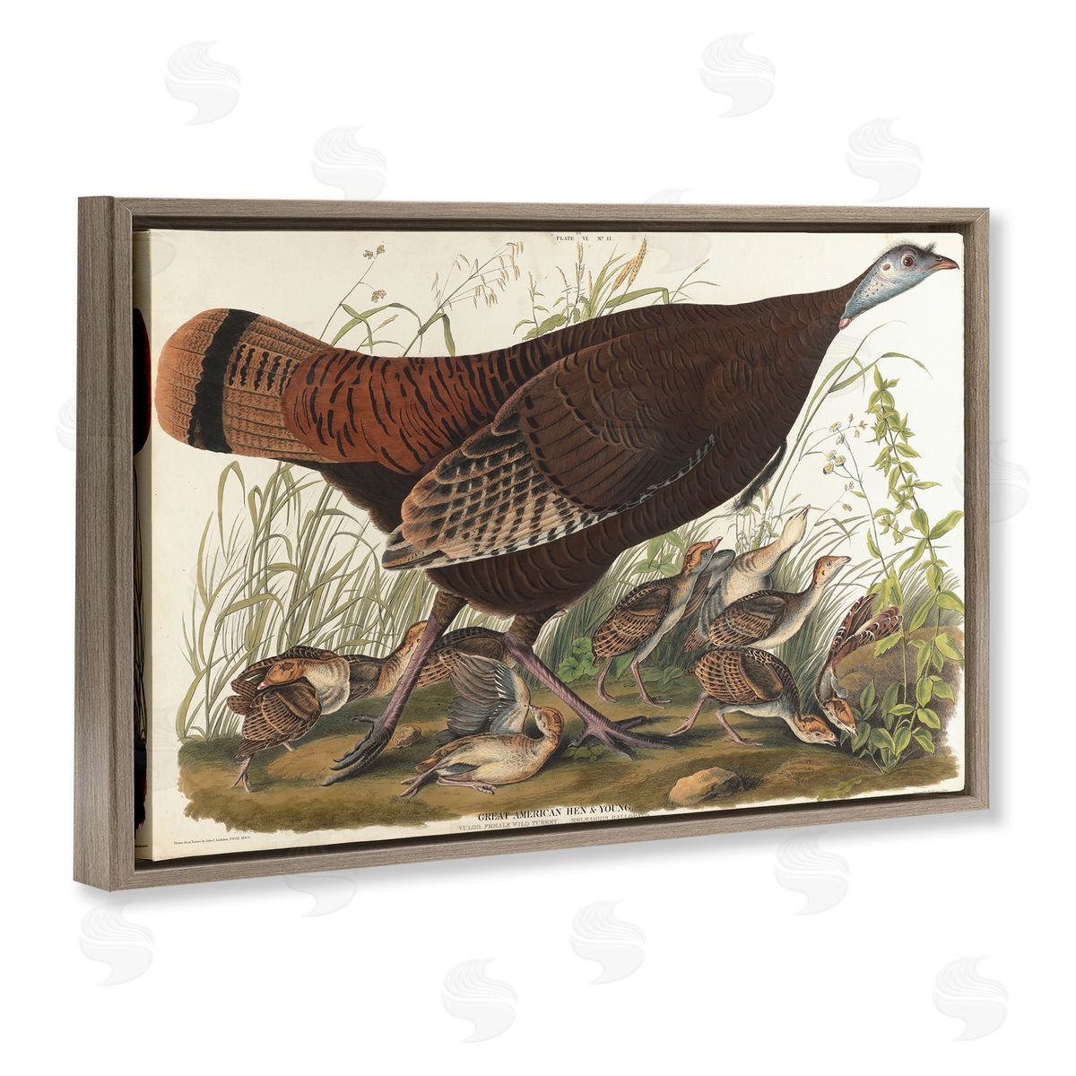 one1000paintings Classic Great American Hen Brown Floating Frame Canvas Wall Art Print