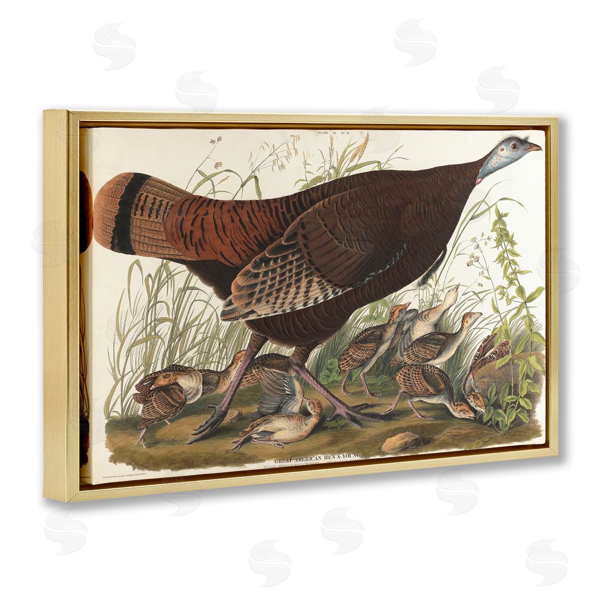 one1000paintings Classic Great American Hen Gold Floating Frame Canvas Wall Art Print