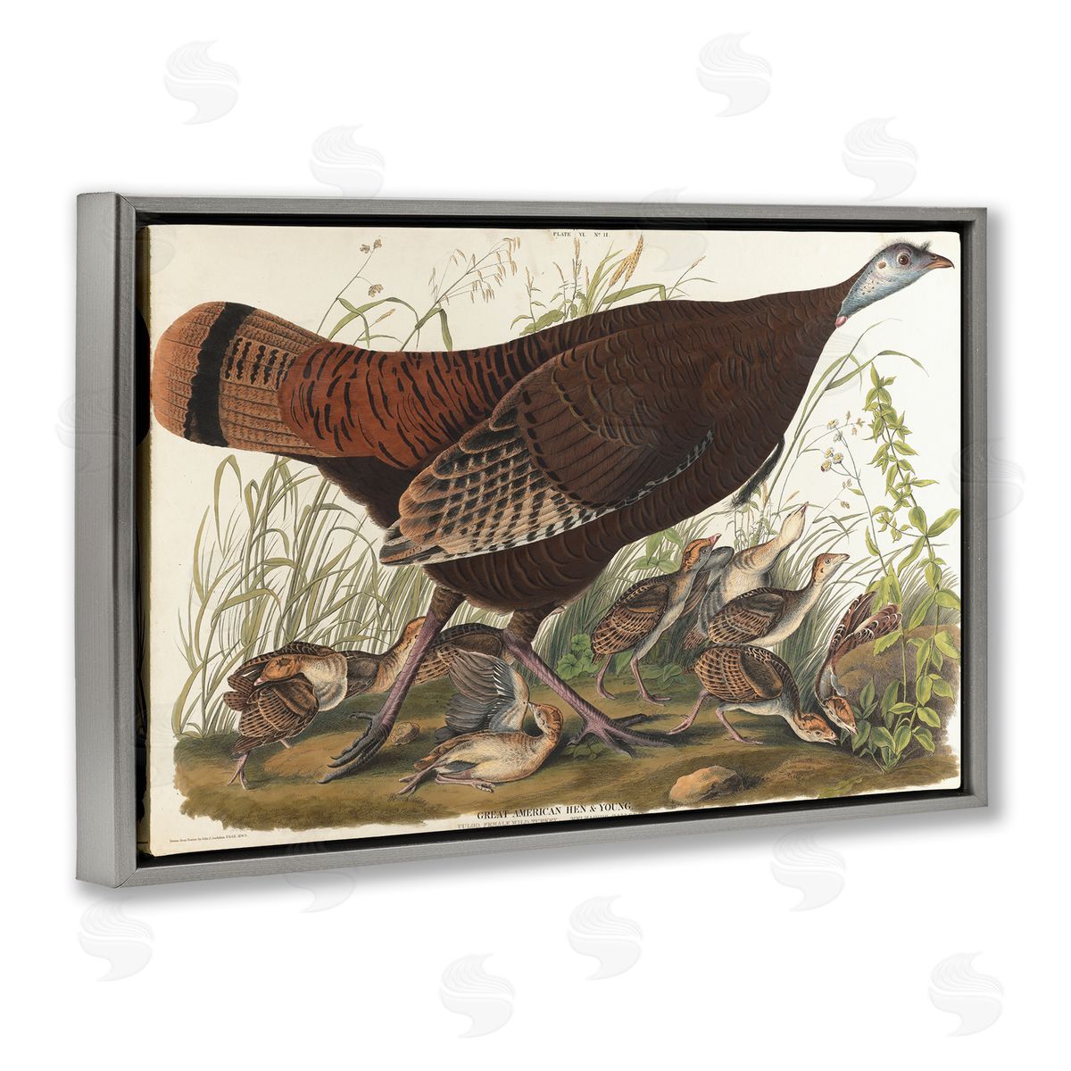 one1000paintings Classic Great American Hen Gray Floating Frame Canvas Wall Art Print
