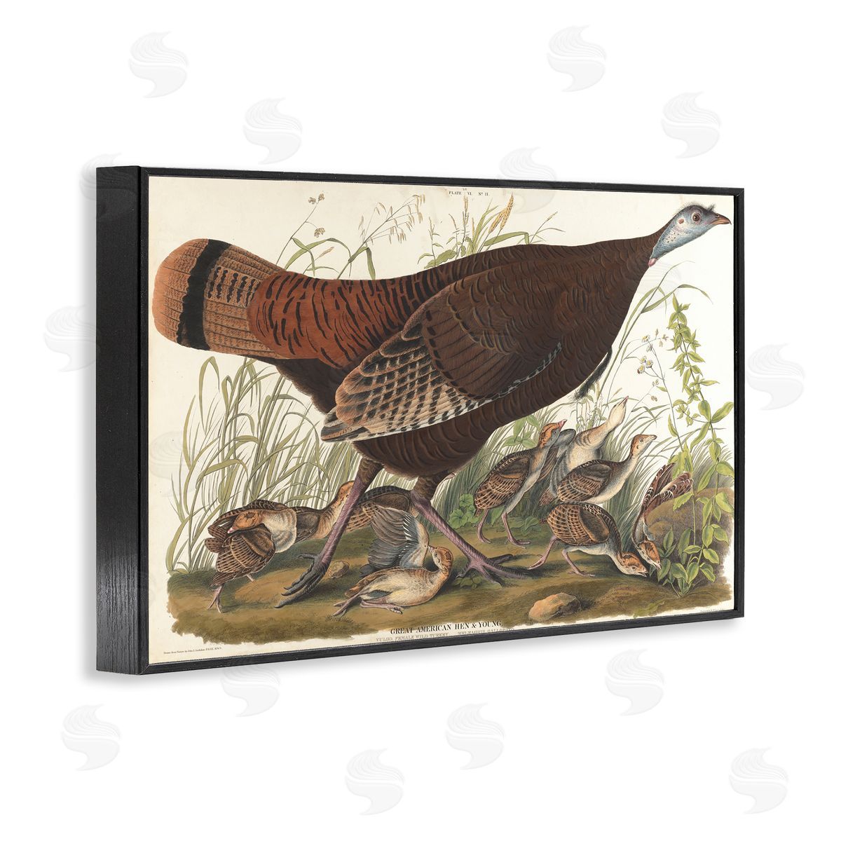one1000paintings Classic Great American Hen Black Framed Giclee Wall Art Print