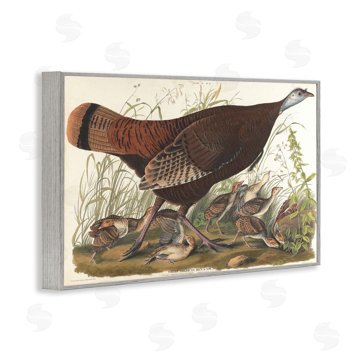 one1000paintings Classic Great American Hen Gray Framed Giclee Wall Art Print