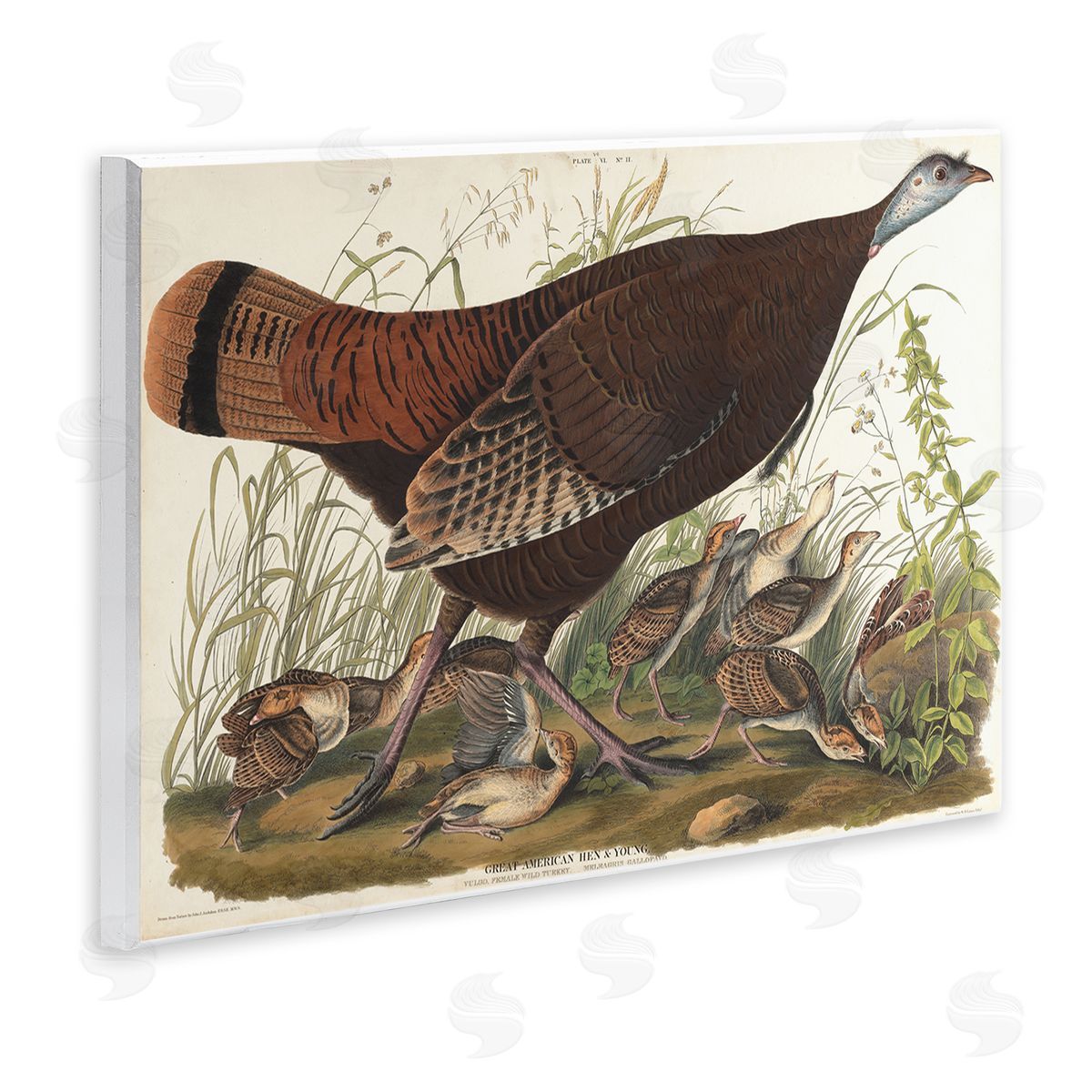 one1000paintings Classic Great American Hen Wooden Wall Plaque Art Print