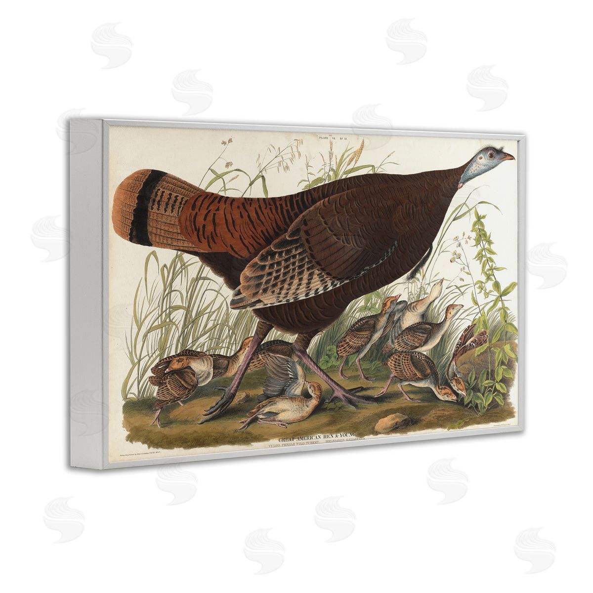 one1000paintings Classic Great American Hen White Framed Giclee Wall Art Print