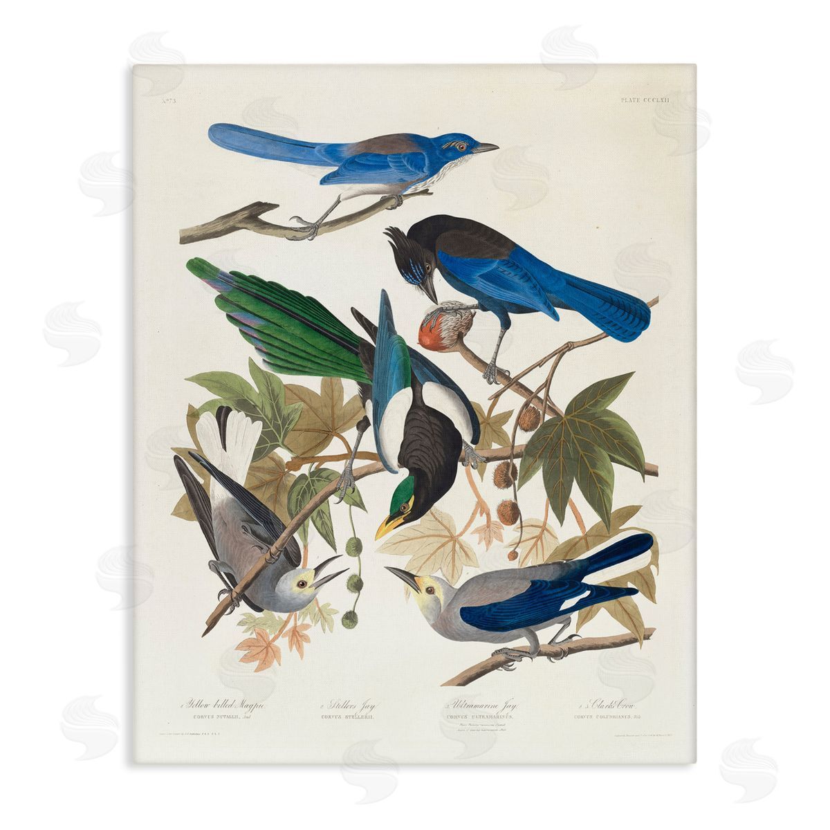one1000paintings Classic Yellow Billed Magpie Canvas Wall Art Print