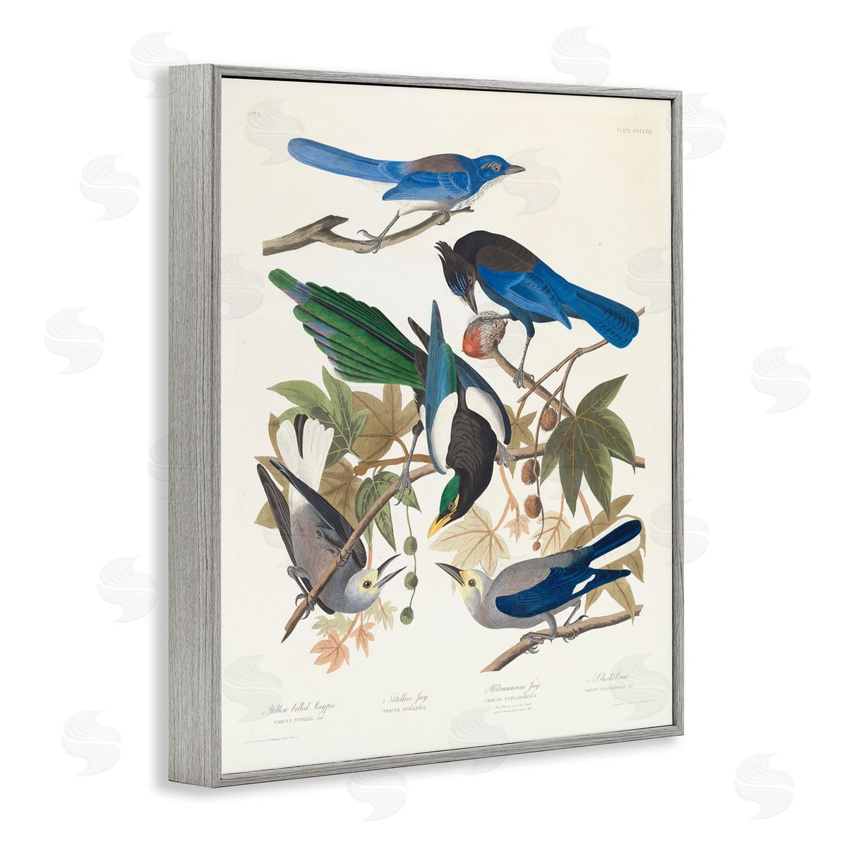 one1000paintings Classic Yellow Billed Magpie Gray Framed Giclee Wall Art Print