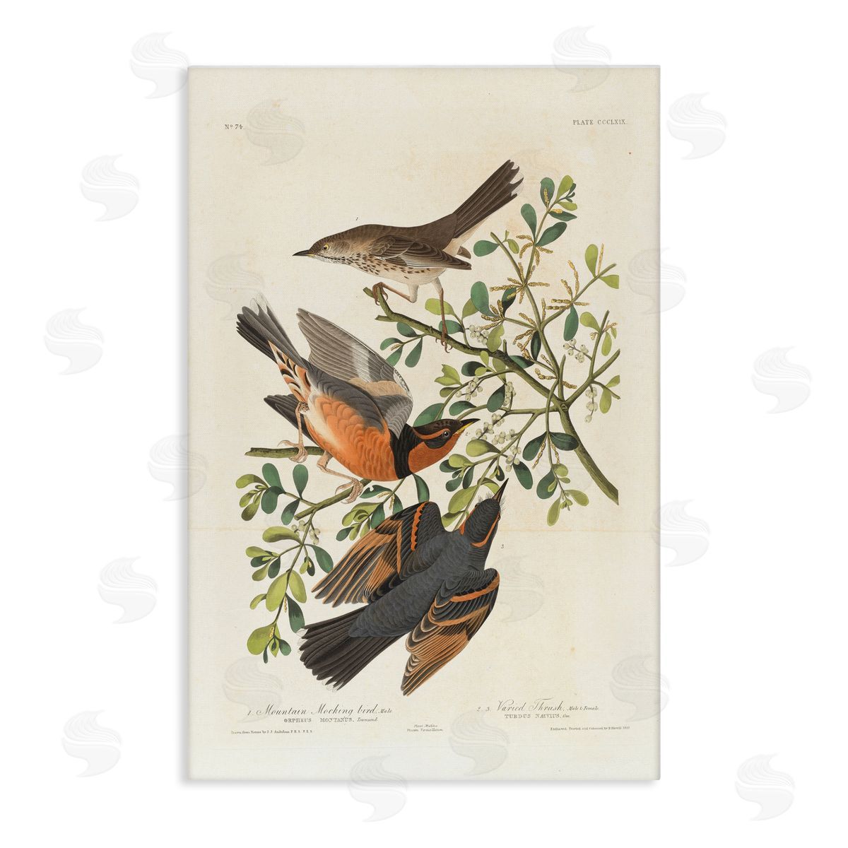 one1000paintings Classic Audubon Bird Study Canvas Wall Art Print